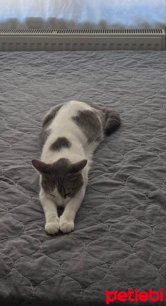 Tekir Kedi, Kedi  Maya fotoğrafı