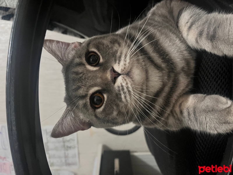 British Longhair, Kedi  Osman fotoğrafı