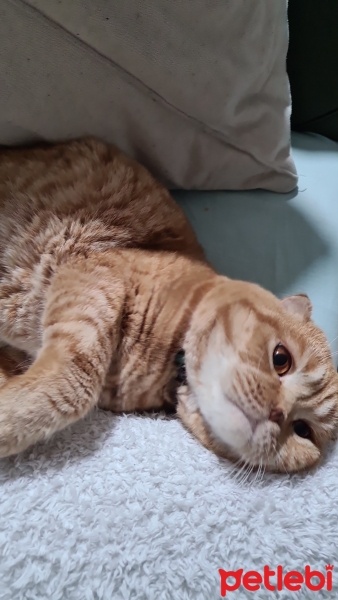 Scottish Fold, Kedi  Tarçın fotoğrafı