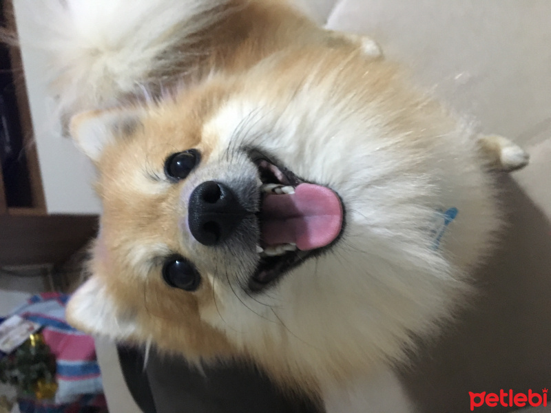 Pomeranyalı, Köpek  Fox fotoğrafı
