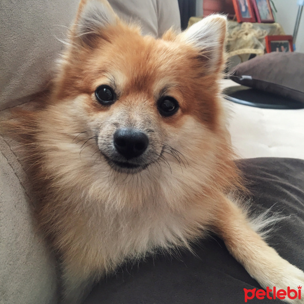 Pomeranyalı, Köpek  Fox fotoğrafı