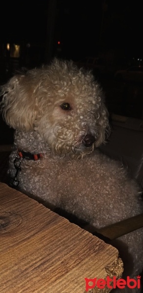Poodle(Standart Kaniş), Köpek  Pamuk fotoğrafı
