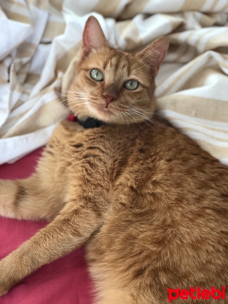 Sarman, Kedi  Soleil fotoğrafı
