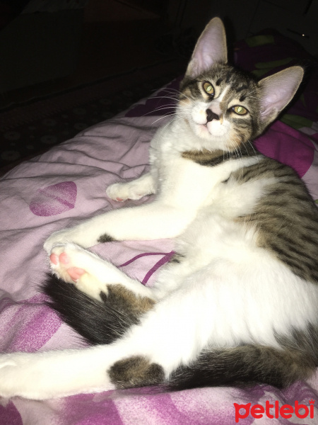 Tekir Kedi, Kedi  Rüzgar fotoğrafı