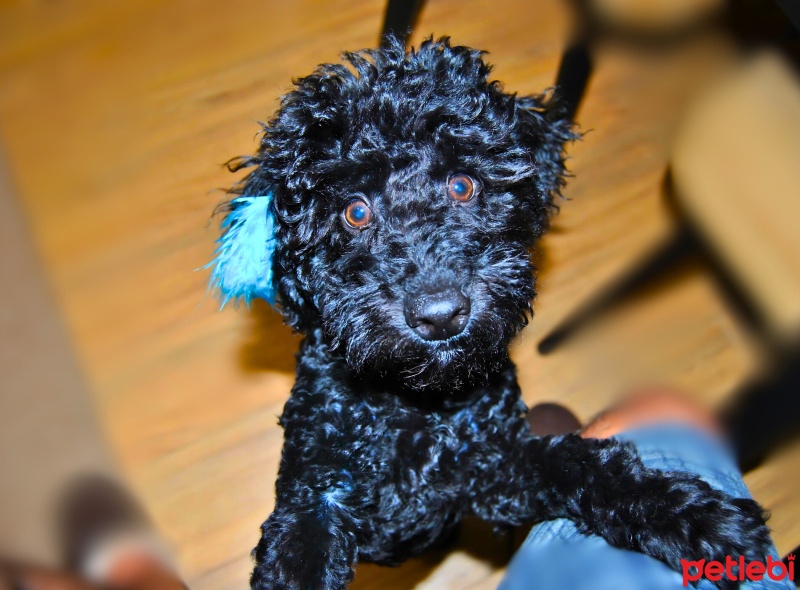 Poodle (Minyatür Kaniş), Köpek  Gece fotoğrafı