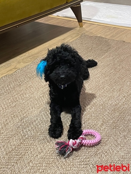 Poodle (Minyatür Kaniş), Köpek  Gece fotoğrafı