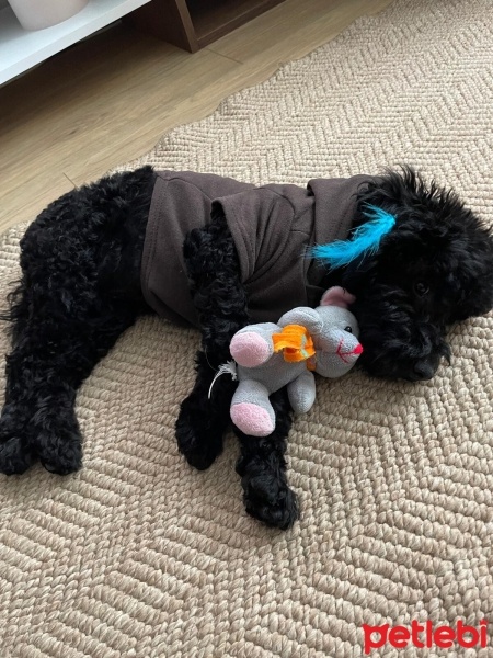 Poodle (Minyatür Kaniş), Köpek  Gece fotoğrafı