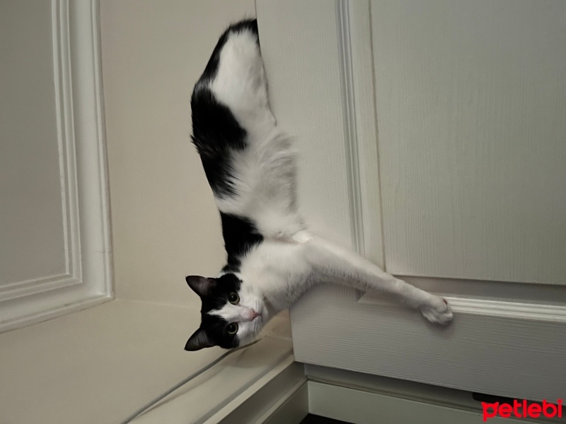 Tuxedo (Smokin) Kedi, Kedi  Cindy fotoğrafı