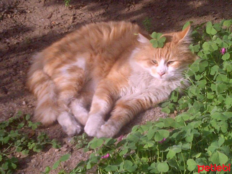 Soke, Kedi  Şerafettin fotoğrafı