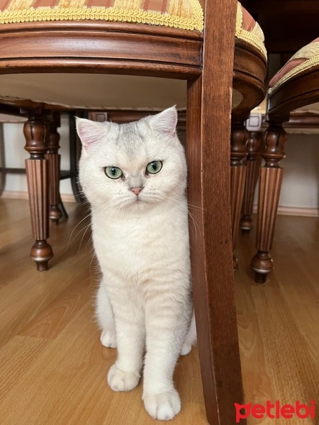 British Shorthair, Kedi  Matilda fotoğrafı