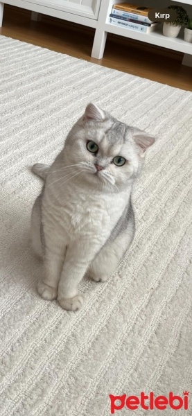 British Shorthair, Kedi  Matilda fotoğrafı