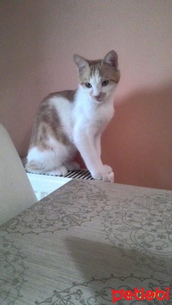 Tekir Kedi, Kedi  Tarçın  fotoğrafı
