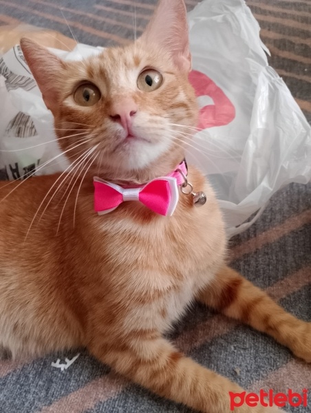 Tekir Kedi, Kedi  Mia fotoğrafı