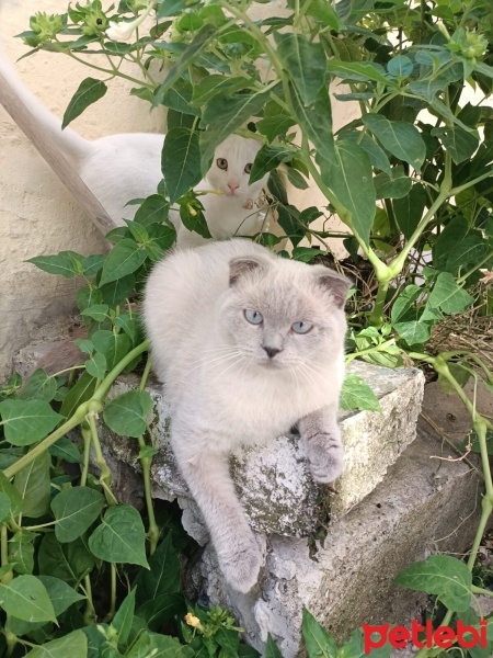 Brazilian Shorthair, Kedi  Oscar fotoğrafı