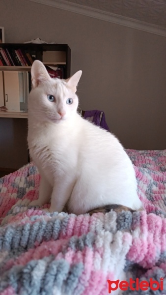 Tekir Kedi, Kedi  MİA fotoğrafı