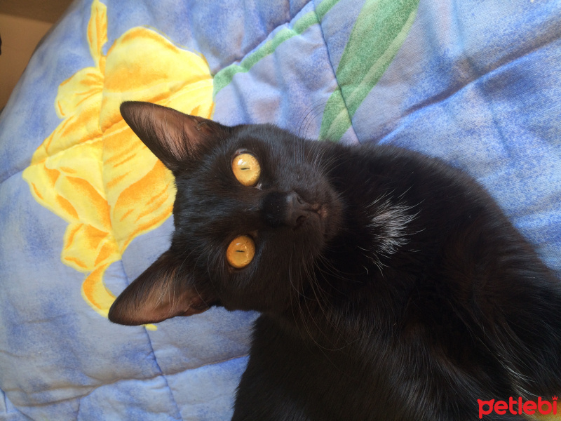 Bombay, Kedi  Kırçıl fotoğrafı