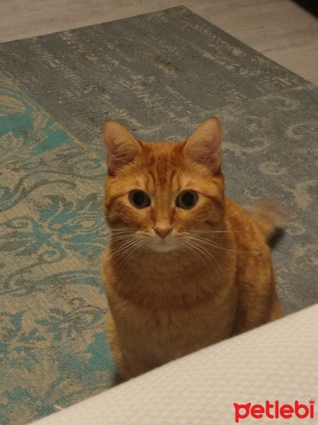 Sarman, Kedi  Kızçe fotoğrafı