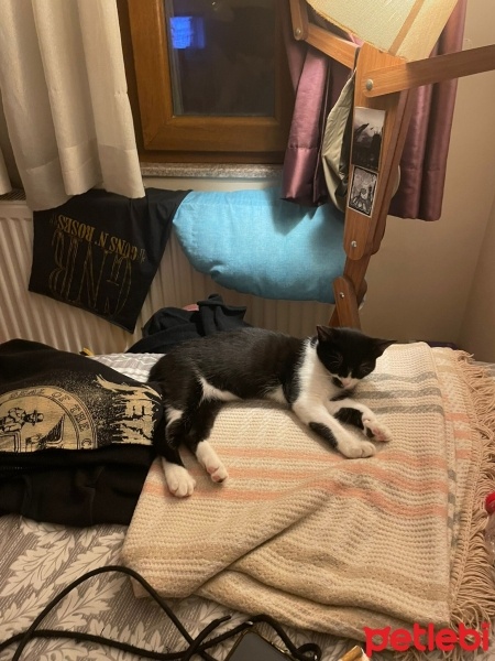 Tuxedo (Smokin) Kedi, Kedi  Kızım fotoğrafı