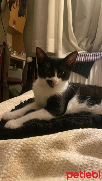 Tuxedo (Smokin) Kedi, Kedi  Kızım fotoğrafı
