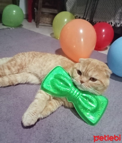 Scottish Fold, Kedi  Tarçın fotoğrafı