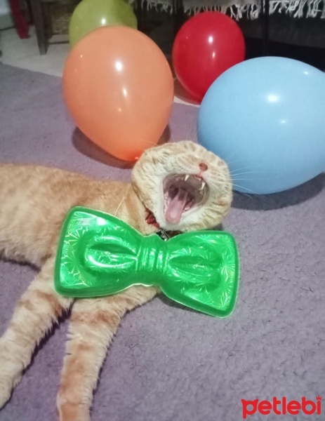 Scottish Fold, Kedi  Tarçın fotoğrafı