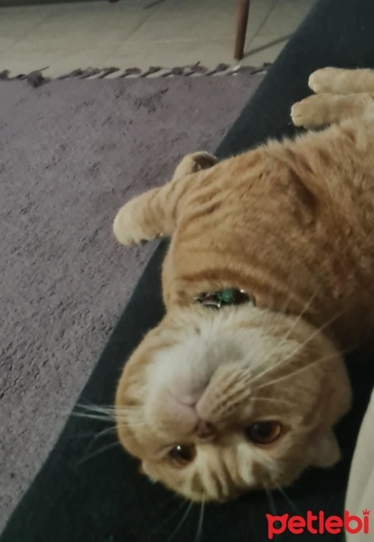 Scottish Fold, Kedi  Tarçın fotoğrafı