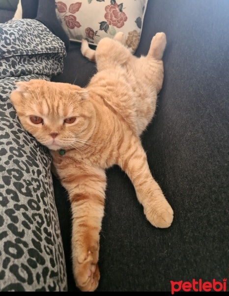 Scottish Fold, Kedi  Tarçın fotoğrafı