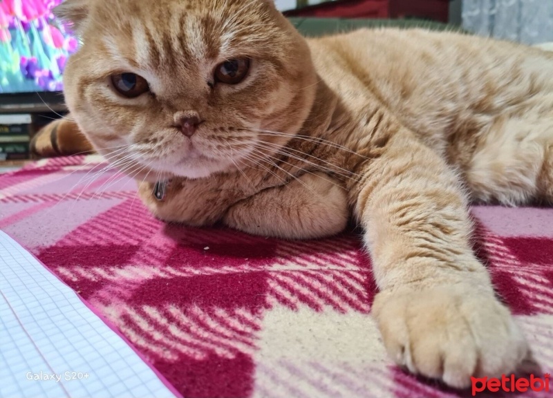 Scottish Fold, Kedi  Tarçın fotoğrafı