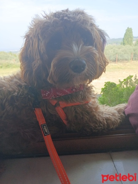 Poodle (Minyatür Kaniş), Köpek  LUCY fotoğrafı