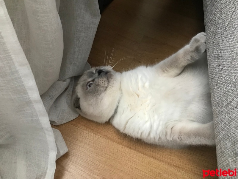 Scottish Fold, Kedi  BAB fotoğrafı