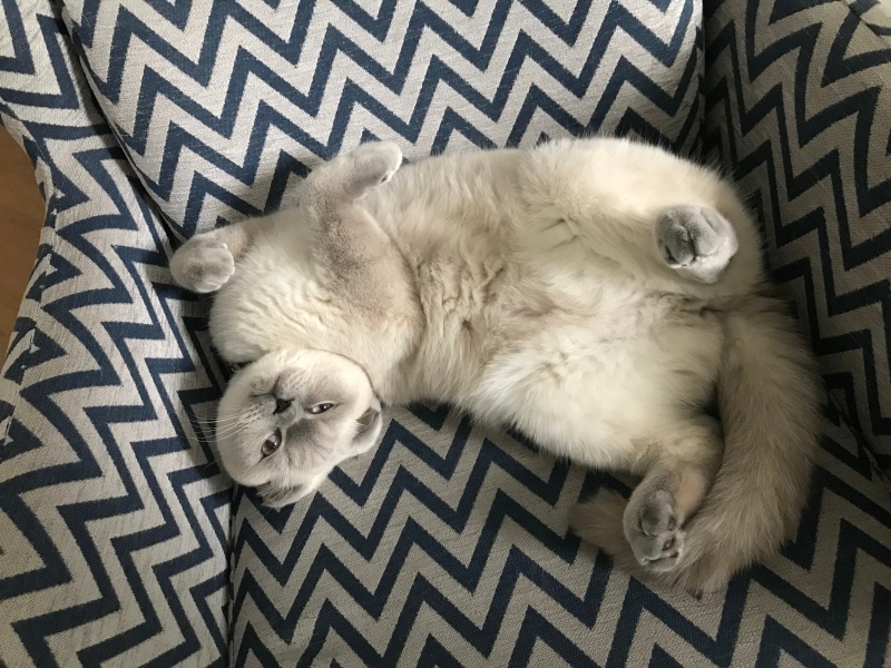 Scottish Fold, Kedi  BAB fotoğrafı