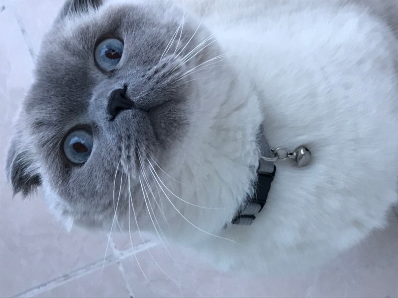 Scottish Fold, Kedi  BAB fotoğrafı