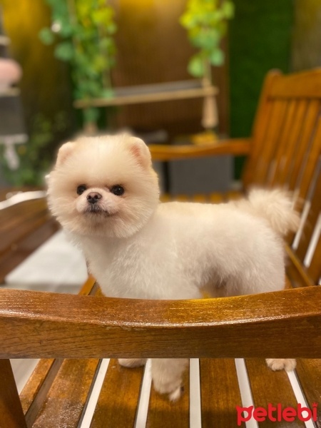 Pomeranyalı, Köpek  Bobi fotoğrafı