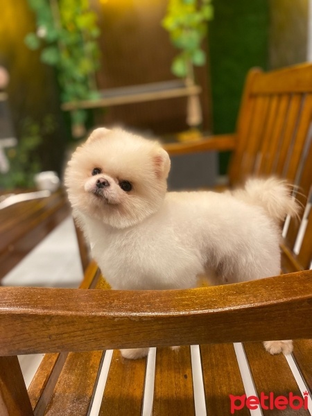 Pomeranyalı, Köpek  Bobi fotoğrafı