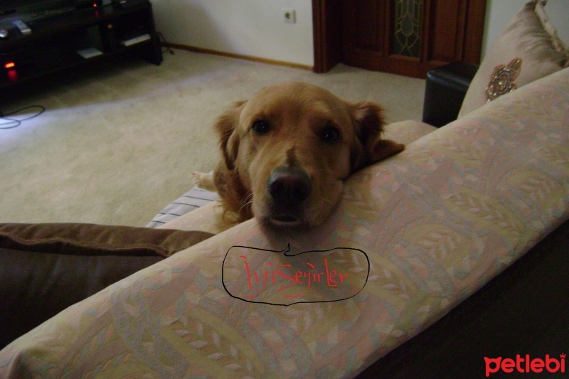 Golden Retriever, Köpek  Pucca fotoğrafı