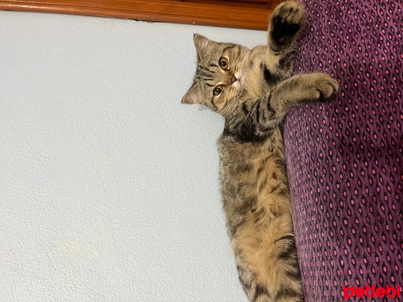 British Shorthair, Kedi  Fıstık fotoğrafı