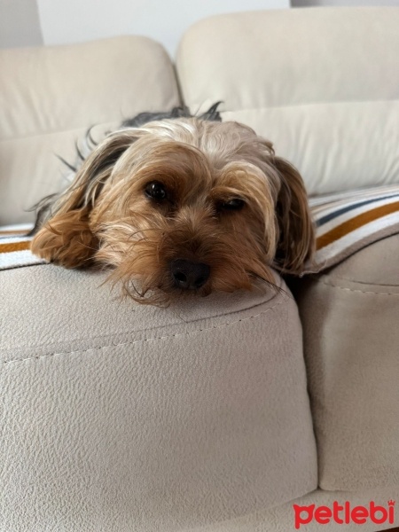 Yorkshire Terrier, Köpek  BONY fotoğrafı