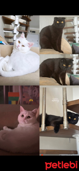 British Shorthair, Kedi  Lina-diablo fotoğrafı