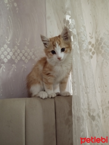 Sarman, Kedi  Ares fotoğrafı