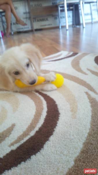 Golden Retriever, Köpek  Miss Bella fotoğrafı