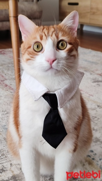 Sarman, Kedi  Cancık fotoğrafı
