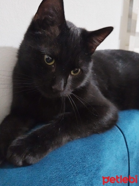 Tekir Kedi, Kedi  Pak fotoğrafı