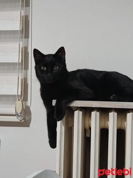 Tekir Kedi, Kedi  Pak fotoğrafı