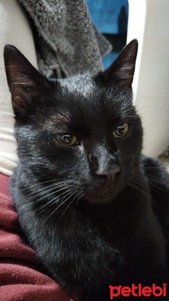 Tekir Kedi, Kedi  Pak fotoğrafı