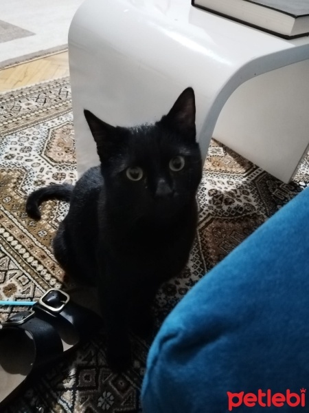 Tekir Kedi, Kedi  Pak fotoğrafı