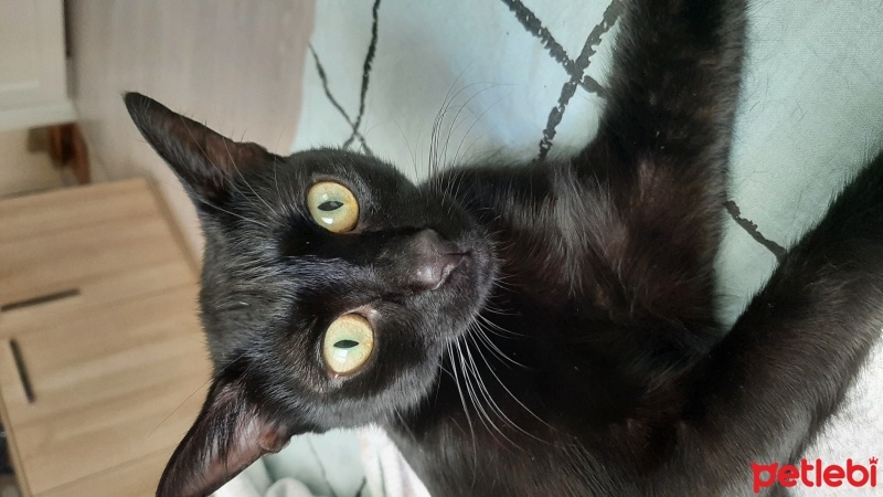 Bombay, Kedi  Nazlı fotoğrafı