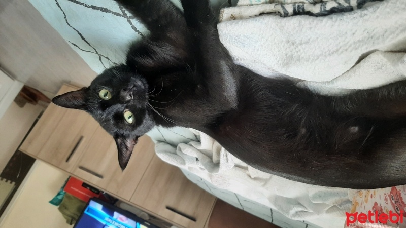 Bombay, Kedi  Nazlı fotoğrafı