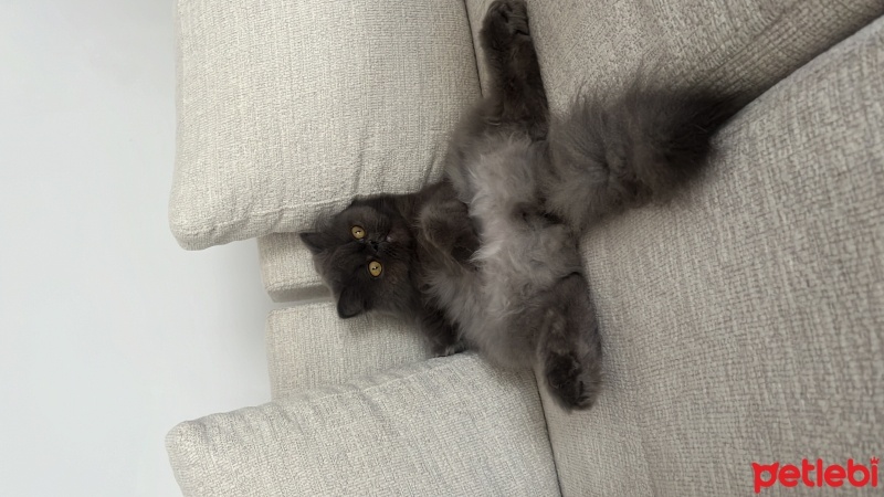 İran Kedisi (Persian), Kedi  Turşu fotoğrafı