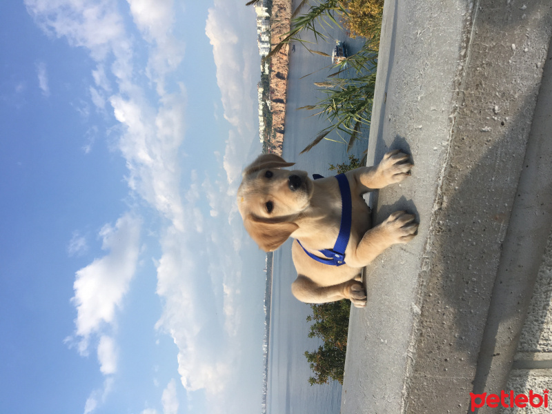 Golden Retriever, Köpek  Şurup fotoğrafı