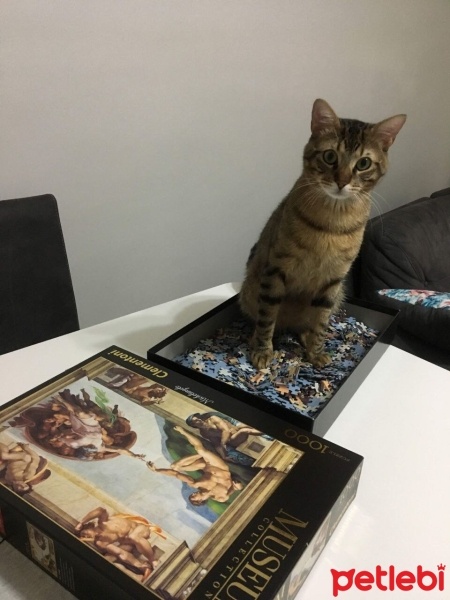 Tekir Kedi, Kedi  Paşa fotoğrafı